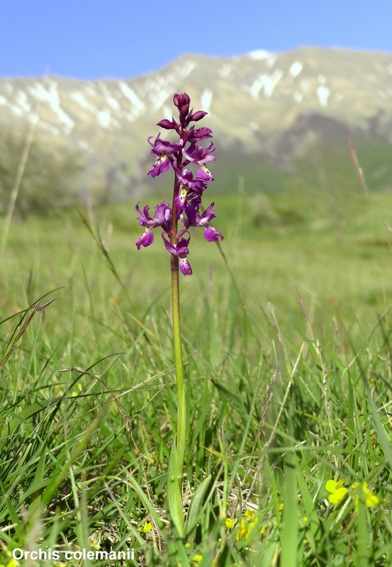 Le orchidee di Cardito, splendide praterie tra il reatino e laquilano.